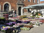 HelsinorBlommor